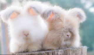 哪种宠物兔子最好养三种最好养的兔子